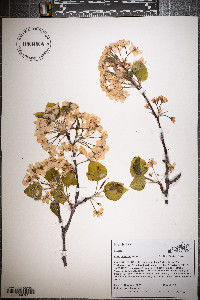 Pyrus calleryana image