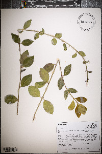 Euonymus fortunei image