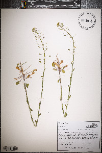 Thlaspi alliaceum image