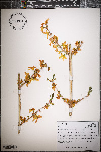 Forsythia suspensa image