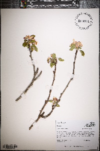 Malus pumila image