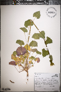 Alliaria petiolata image