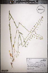 Thlaspi alliaceum image