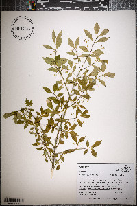 Euonymus alatus image