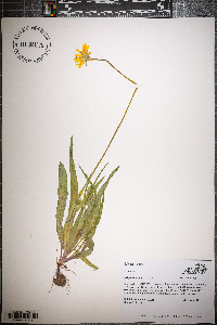Krigia dandelion image
