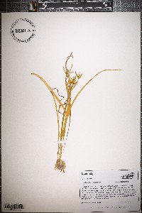Ornithogalum umbellatum image