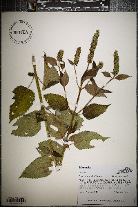 Agastache nepetoides image