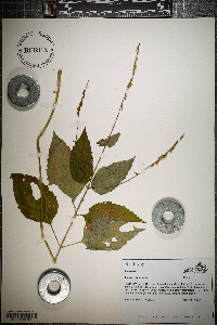 Phryma leptostachya image