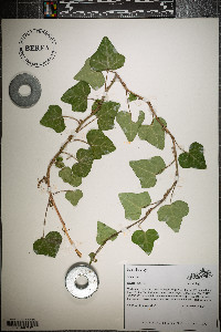 Hedera helix image