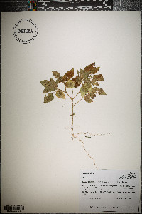 Physalis pubescens image