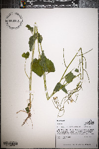 Alliaria petiolata image