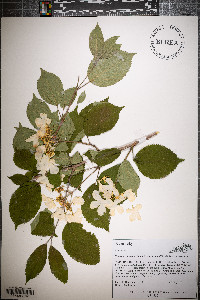 Viburnum plicatum image