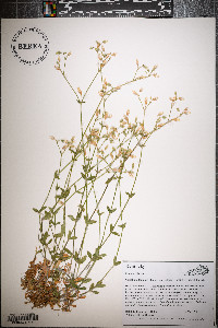 Cerastium fontanum subsp. vulgare image