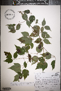 Clematis catesbyana image
