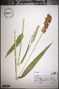 Sorghum bicolor image