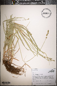 Carex sparganioides image