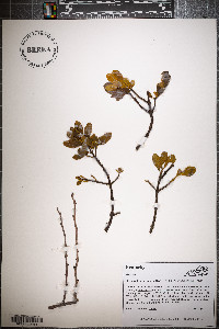 Phoradendron leucarpum subsp. leucarpum image