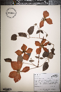 Clematis x jackmanii image