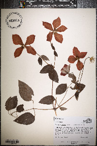 Clematis x jackmanii image