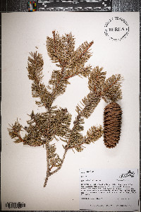 Picea abies image