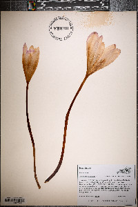 Colchicum autumnale image