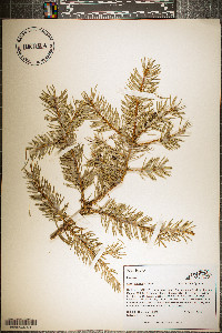 Picea pungens image