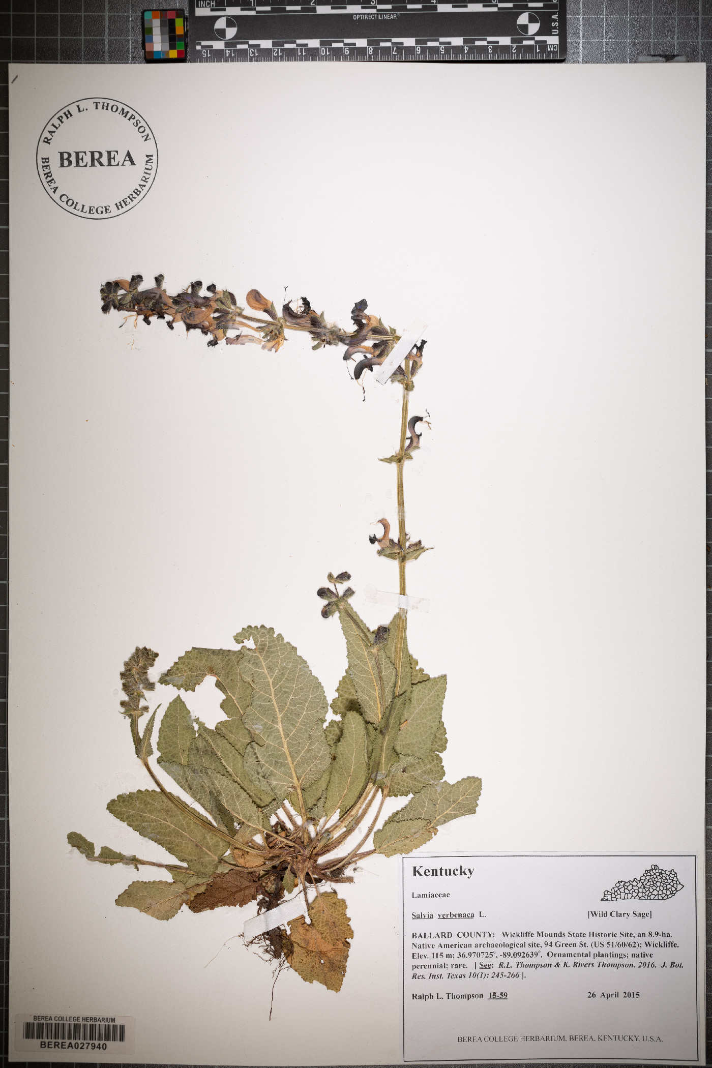 Salvia verbenaca image