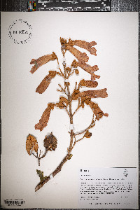 Paulownia tomentosa image