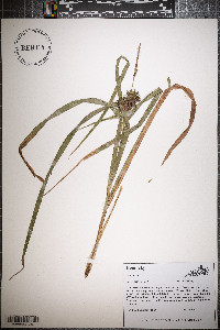 Carex grayi image