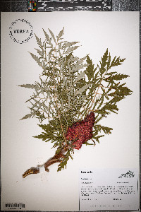 Rhus typhina image