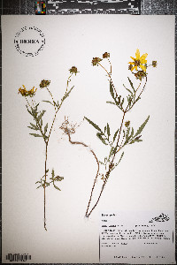 Bidens polylepis image