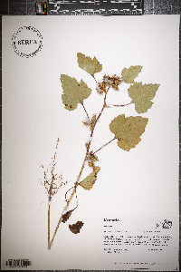 Xanthium strumarium var. glabratum image
