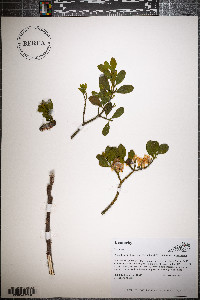 Phoradendron leucarpum subsp. leucarpum image