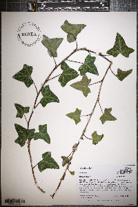 Hedera helix image