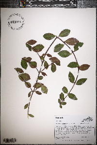 Euonymus fortunei image