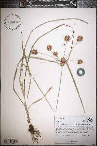 Cyperus lancastriensis image