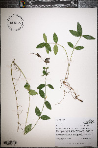 Vinca minor image