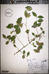 Euonymus fortunei image