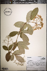 Viburnum sieboldii image