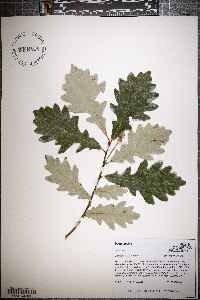 Quercus bicolor image