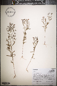 Trichostema setaceum image