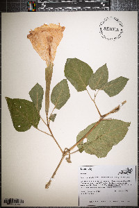 Datura innoxia image