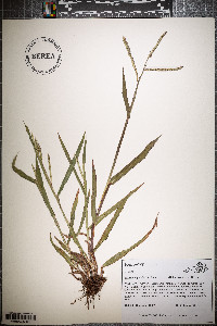 Paspalum pubiflorum image