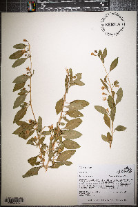 Lycium barbarum image