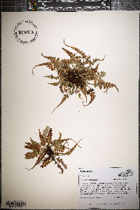 Asplenium pinnatifidum image