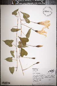 Ipomoea pandurata image