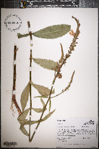 Physostegia virginiana image
