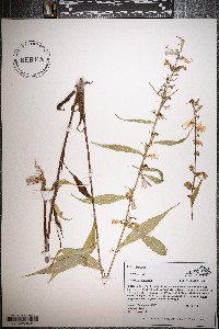 Campanulastrum americanum image