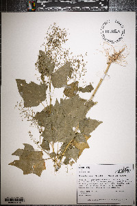 Chenopodiastrum simplex image