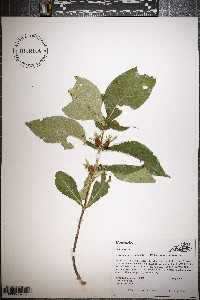 Triosteum angustifolium image
